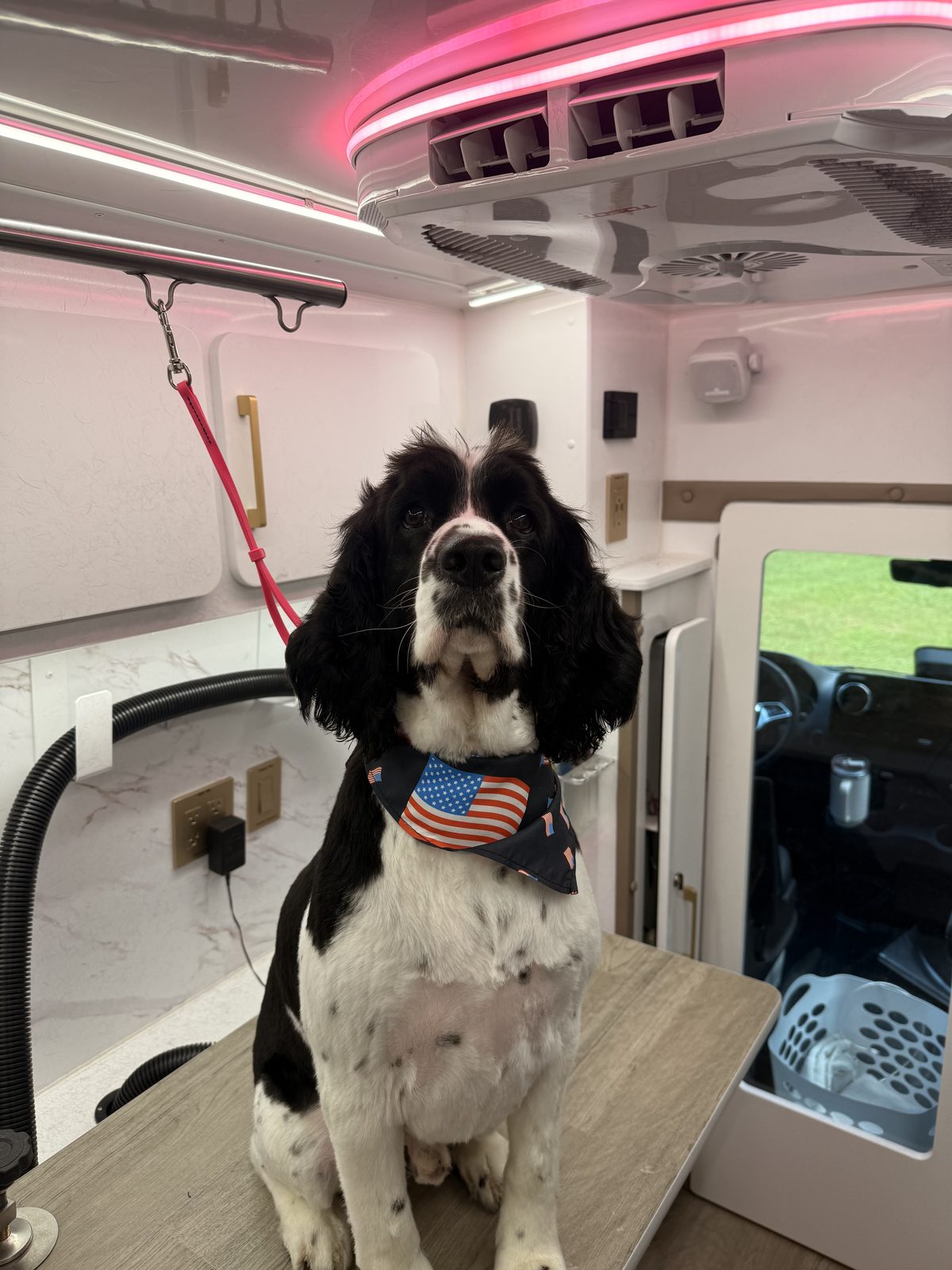 English springer spaniel freshly groomed